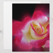 pink yellow rose (Front/Back)