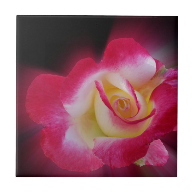 pink yellow rose tile (Front)