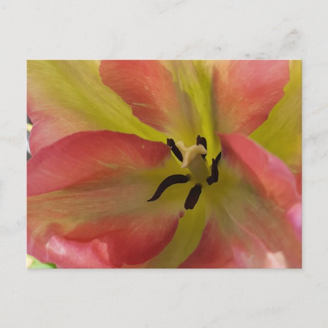 Pink & Yellow Tulip Postcard (Front)