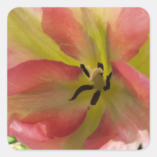 Pink & Yellow Tulip Square Sticker