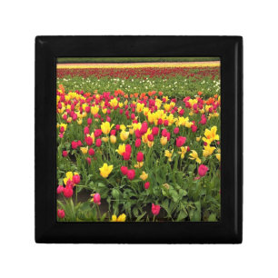 Pink & Yellow Tulips, Oregon Gift Box