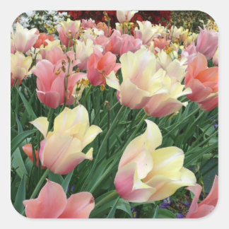 Pink & Yellow Tulips Square Sticker