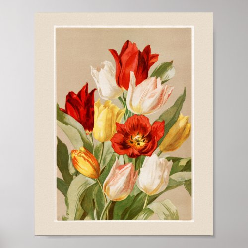 Pink Yellow White  Red Tulips Poster