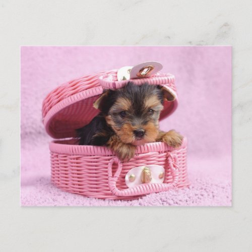 Pink Yorkie Postcard