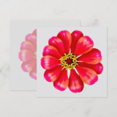 Pink Zinnia (Front/Back)