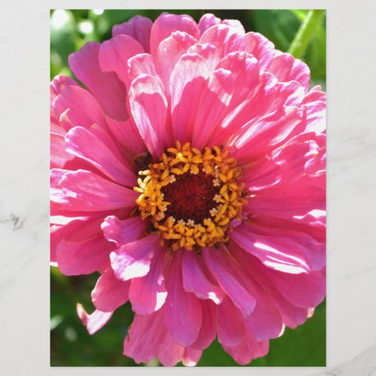 Pink Zinnia (Front)