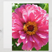 Pink Zinnia (Front/Back)