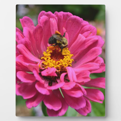 Pink Zinnia and Bumble bee Plaque