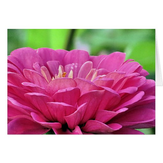Pink Zinnia Cards (Front Horizontal)