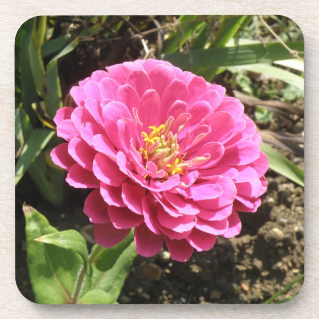 Pink Zinnia Cork Coaster (Front)
