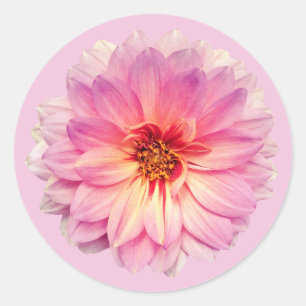 Pink Zinnia Flower Classic Round Sticker