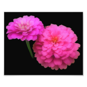 Pink Zinnia Flower Pair Close Up 8x10 Photo Print