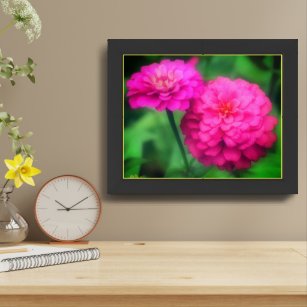 Pink Zinnia Flower Pair Close Up Framed Framed Art