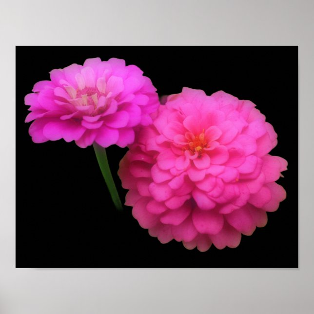 Pink Zinnia Flower Pair Close Up Poster (Front)