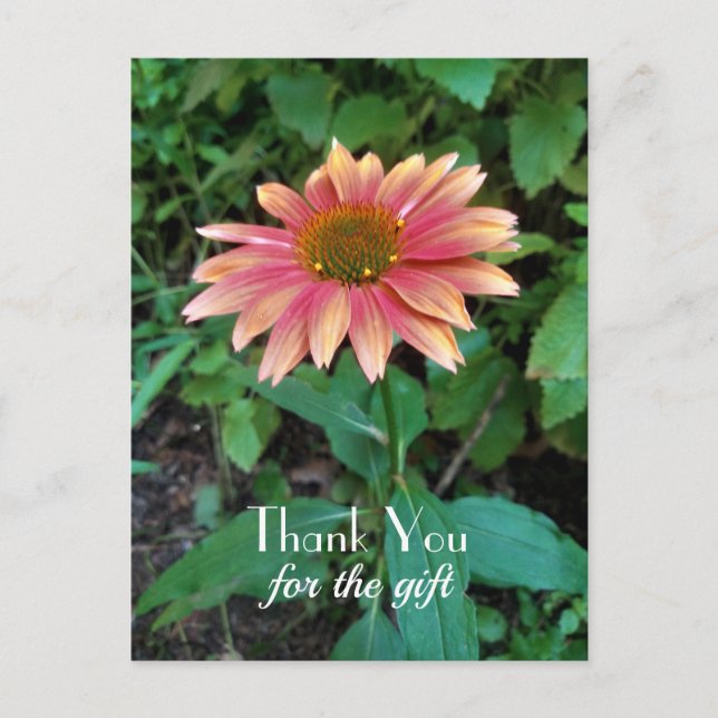 Pink Zinnia Flower Photo Thank You with Greeting  Postcard (Front)