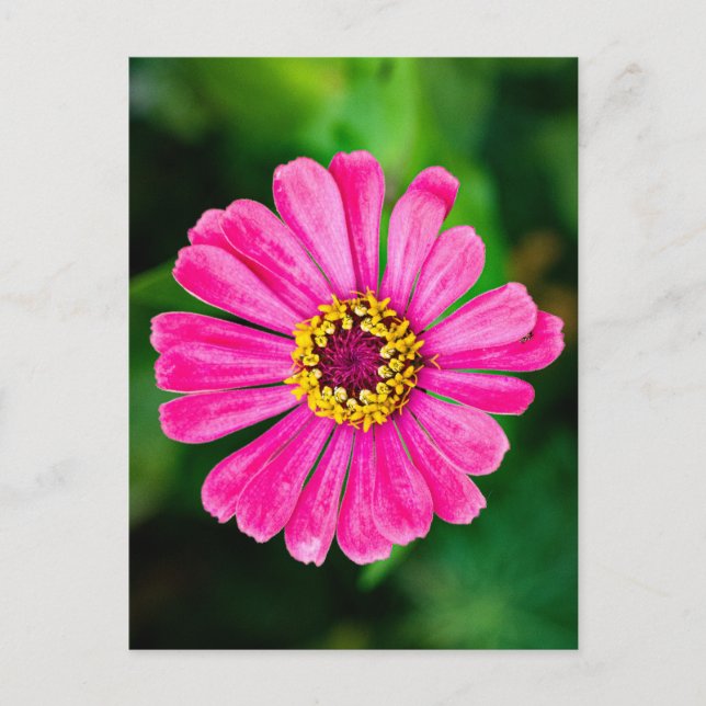 Pink Zinnia flower Postcard (Front)