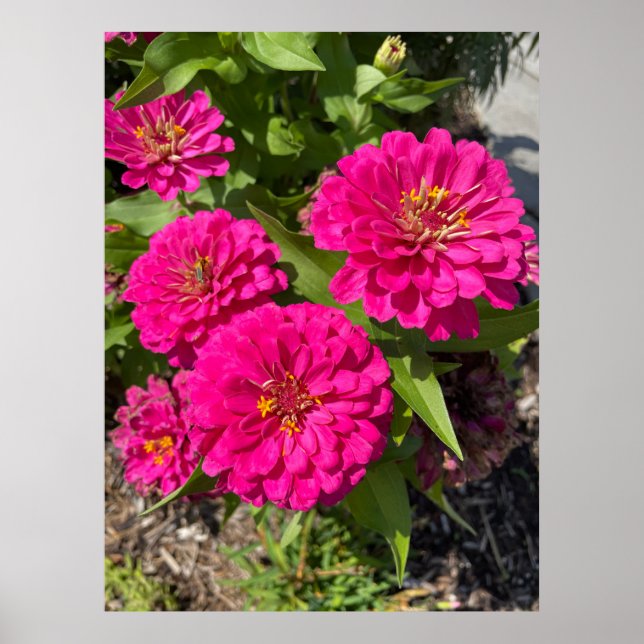 Pink Zinnia Flower Poster (Front)