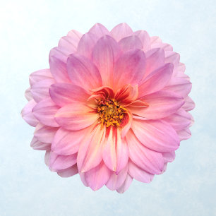 Pink Zinnia Flower Wall Decal