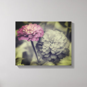 Pink Zinnia Flowers Black And White Canvas Print
