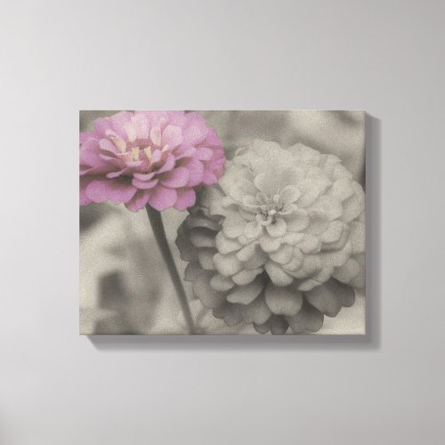 Pink Zinnia Flowers In Black And White Canvas Print