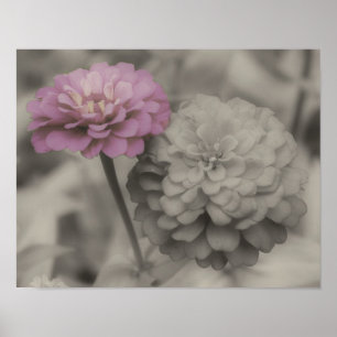 Pink Zinnia Flowers Vintage Partial Color Poster