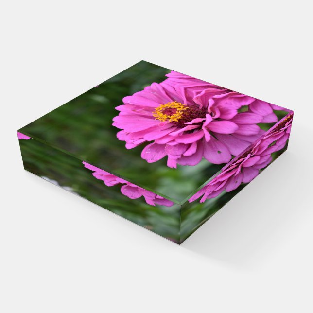 Pink Zinnia Garden Nature Floral Photography Paperweight (Angled)