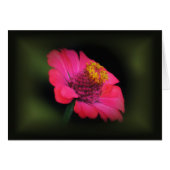 Pink Zinnia Glow (Front Horizontal)