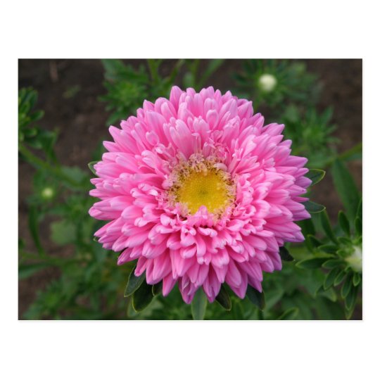 Pink Zinnia Postcard