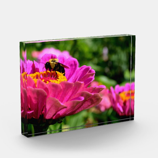 Pink zinnia with bumblebee, pink flowers, cute bee acrylic award (Left)