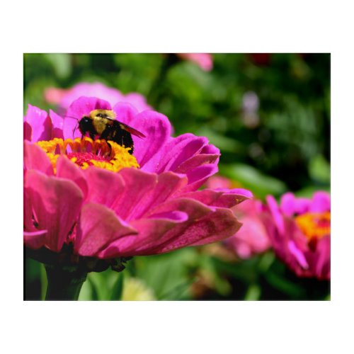 Pink zinnia with bumblebee pink flowers cute bee acrylic print
