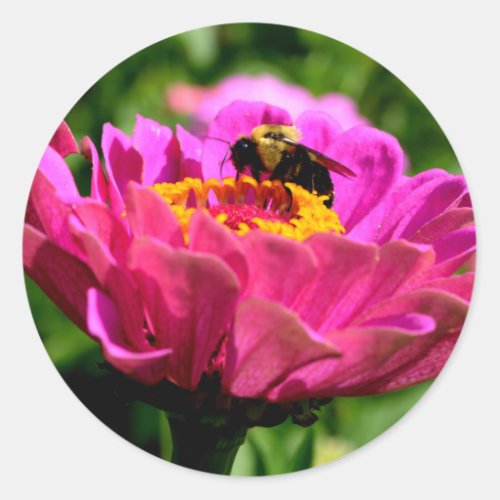 Pink zinnia with bumblebee pink flowers cute bee classic round sticker