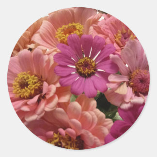 Pink Zinnias Sticker