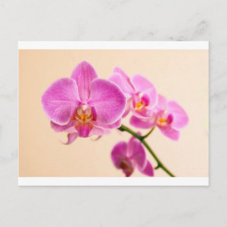 Pinke Orchidee Postcard