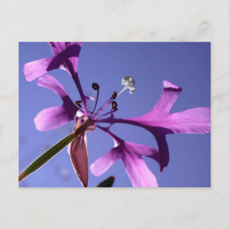 PINKFAIRIES POSTCARD