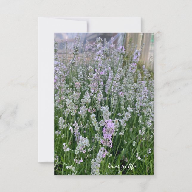 Pinkish White Lavender Plants Note Card (Front)