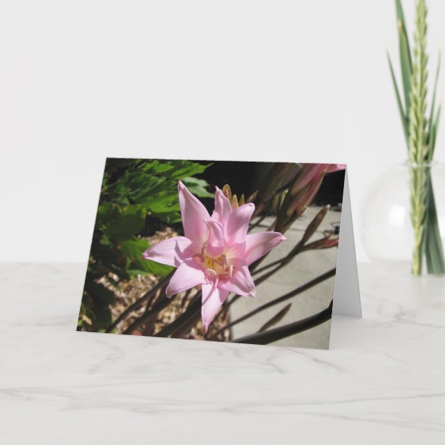 pinks holiday card (Front)