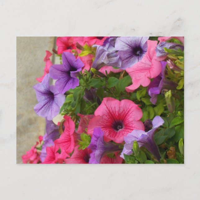 Pinks Postcard (Front)