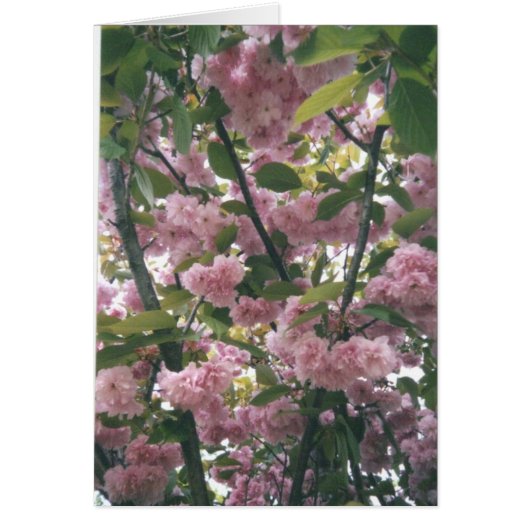 pinkspringtrees 001 cards (Front)