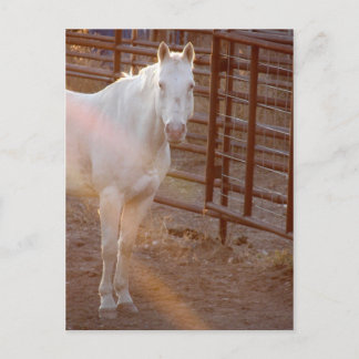 Pinky in the Sunlight Postcard