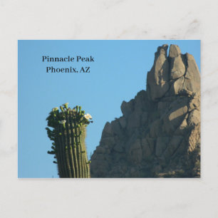 Pinnacle Peak Phoenix AZ Hike Cactus in Flower Holiday Postcard
