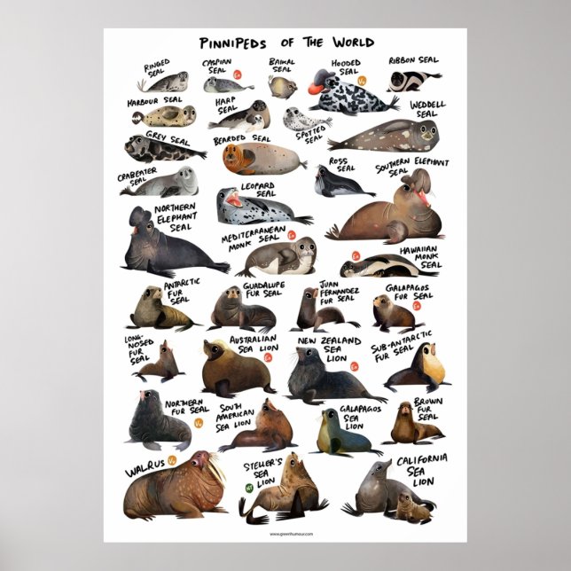 Pinnipeds of the World Poster (Front)