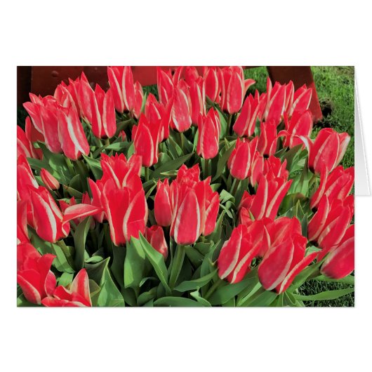 Pinocchio Tulips Cards (Front Horizontal)
