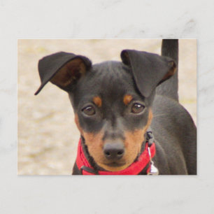 pinscher-black and rust miniature postcard