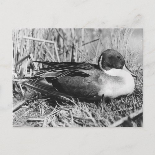 Pintail Drake Black and White Postcard