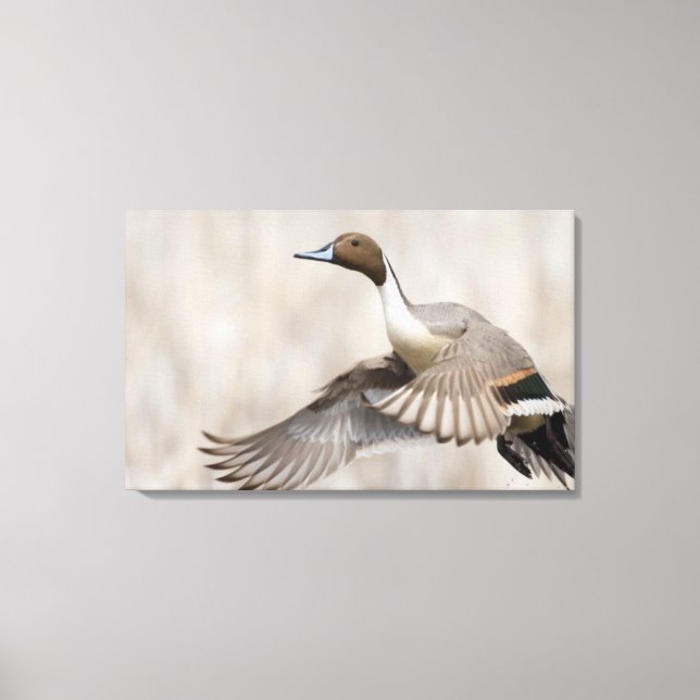 Pintail Drake Taking Flight Canvas Print (Front)
