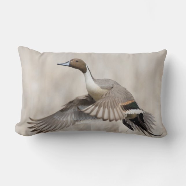 Pintail Drake Taking Flight Lumbar Pillow (Front)