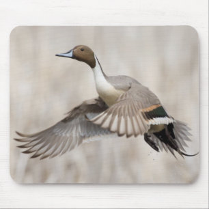 Pintail Drake Taking Flight Mouse Pad