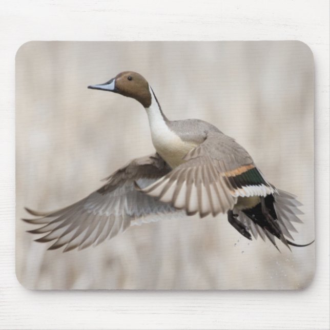 Pintail Drake Taking Flight Mouse Pad (Front)