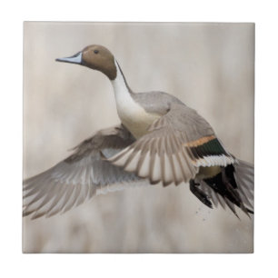 Pintail Drake Taking Flight Tile