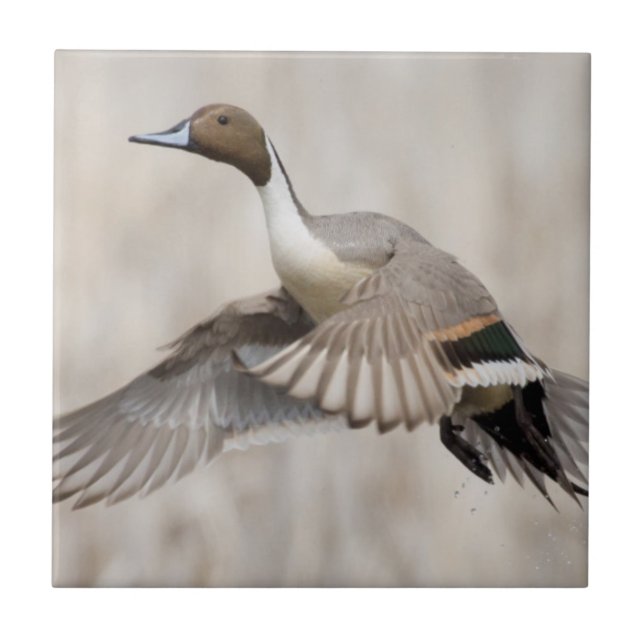 Pintail Drake Taking Flight Tile (Front)